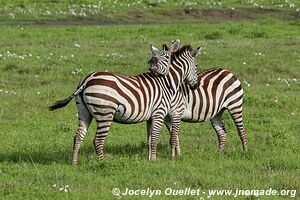 Aire de conservation du Ngorongoro - Tanzanie