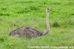 Ngorongoro Conservation Area - Tanzania