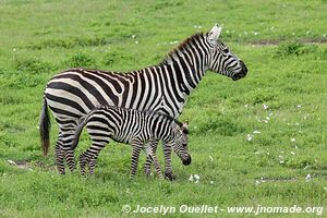 Aire de conservation du Ngorongoro - Tanzanie