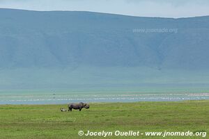 Aire de conservation du Ngorongoro - Tanzanie