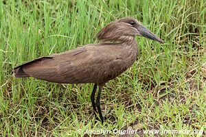 Aire de conservation du Ngorongoro - Tanzanie