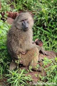 Parc national de Manyara - Tanzanie