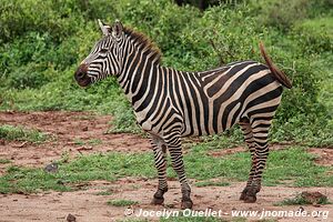 Parc national de Manyara - Tanzanie