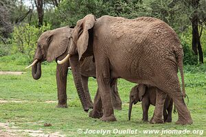 Parc national de Manyara - Tanzanie