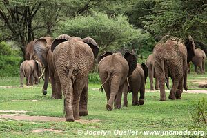 Manyara National Park - Tanzania