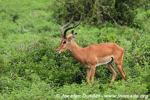 Parc national de Manyara - Tanzanie