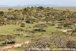 Parc national du Serengeti - Tanzanie