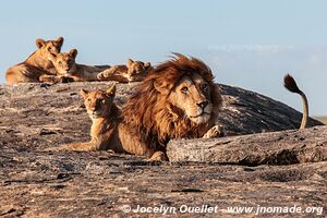 Parc national du Serengeti - Tanzanie