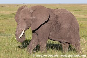 Serengeti National Park - Tanzania