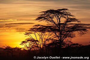 Parc national du Serengeti - Tanzanie