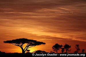 Parc national du Serengeti - Tanzanie