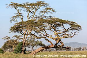 Parc national du Serengeti - Tanzanie