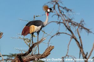 Serengeti National Park - Tanzania