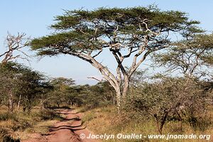 Parc national du Serengeti - Tanzanie