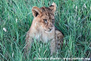 Parc national du Serengeti - Tanzanie