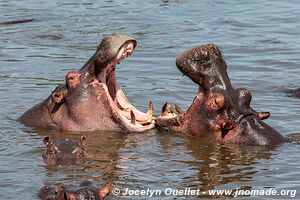 Parc national du Serengeti - Tanzanie