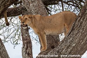 Serengeti National Park - Tanzania