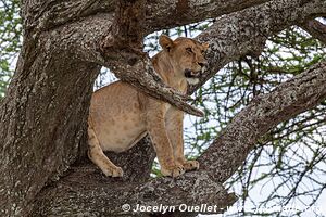 Serengeti National Park - Tanzania