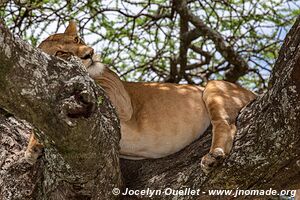 Parc national du Serengeti - Tanzanie