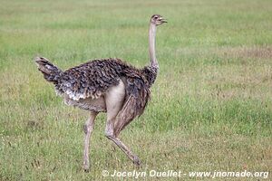 Serengeti National Park - Tanzania