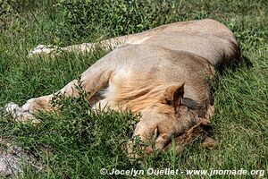 Parc national du Serengeti - Tanzanie