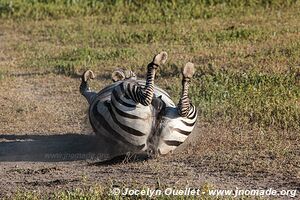 Ngorongoro Conservation Area - Tanzania