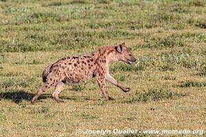 Aire de conservation du Ngorongoro - Tanzanie