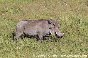 Ngorongoro Conservation Area - Tanzania