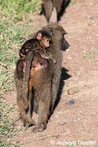 Ngorongoro Conservation Area - Tanzania