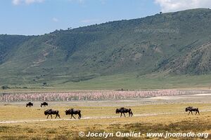 Aire de conservation du Ngorongoro - Tanzanie