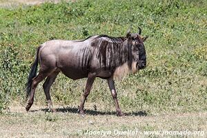 Aire de conservation du Ngorongoro - Tanzanie