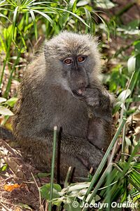 Parc national de Manyara - Tanzanie