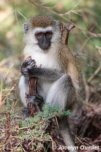 Manyara National Park - Tanzania