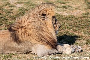 Serengeti National Park - Tanzania