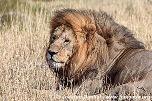 Parc national du Serengeti - Tanzanie