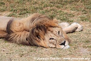 Serengeti National Park - Tanzania