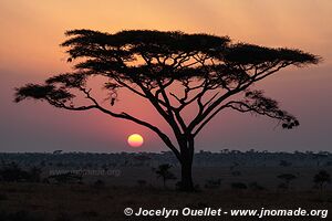 Parc national du Serengeti - Tanzanie