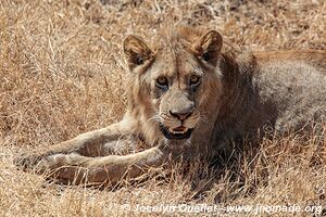 Aire de conservation du Ngorongoro - Tanzanie