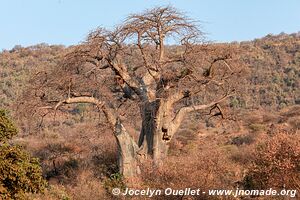 Parc national de Manyara - Tanzanie