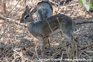 Parc national de Manyara - Tanzanie