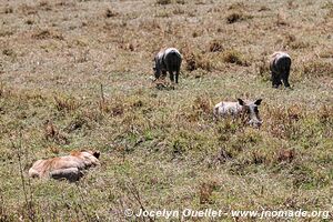 Serengeti National Park - Tanzania