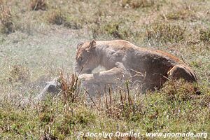 Serengeti National Park - Tanzania