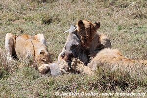 Parc national du Serengeti - Tanzanie