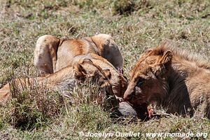 Parc national du Serengeti - Tanzanie