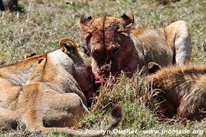 Parc national du Serengeti - Tanzanie