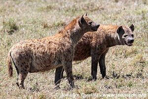 Parc national du Serengeti - Tanzanie