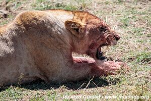 Parc national du Serengeti - Tanzanie