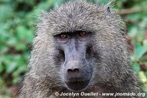 Manyara National Park - Tanzania