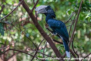 Manyara National Park - Tanzania