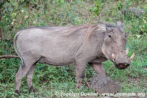 Parc national de Manyara - Tanzanie